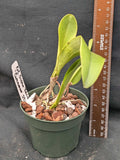 Pot. Susan Fender 'Cinnamon Stick' AM/AOS (4"p)