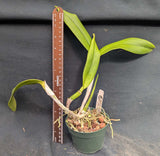 Pot. Egyptian Queen ' Inner Fire' AM/AOS (4"p) Meristem