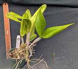 Blc. Jimmy Cook, Overgrown (4"p)