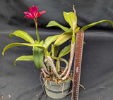 Potinara Love Triangle 'Venice' (6"p)