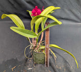 Potinara Walnita Char 'Plum Red' (6"p)