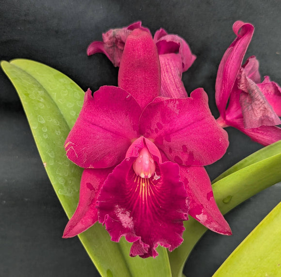 Potinara Walnita Char 'Plum Red' (6