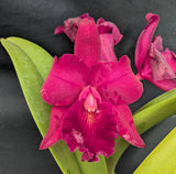Potinara Walnita Char 'Plum Red' (6"p)