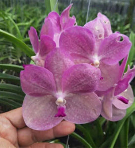 Vanda Prapathom Gold x coerulea) PinkClone (3"b)