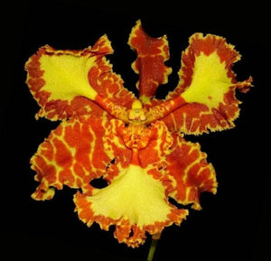 Psychopsis Mariposa trilabelo (3"p)