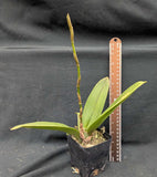 Psychopsis Mariposa trilabelo (3"p)
