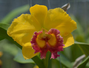 Rlc Thongsupram Gold (6")