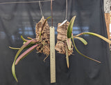 Rby. TLDC Divine Phoenix (m)<br>(Rlc.Bryce Canyon x Brassavola cucullata)