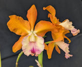 Recchara Andres Romero (6"p)<br> (Blc. Goldenzelle 'Lemon Chiffon' x Recc. Graf's Siesta)
