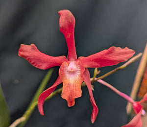 Rchg. Chichiriviche Sunset (5"p)
