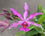 Recchara Graf's Aventura (MountedG}<br>(Mcp. tibicinis grande x Blc. Yen Corona) (Copy)