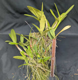 Recchara Graf's Aventura (MountedG}<br>(Mcp. tibicinis grande x Blc. Yen Corona) (Copy)