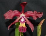 Recchara Graf's Cacao (6"p) <br>(Blc. Chunyeah x Schom. splendida)