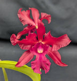 Recchara Graf's Cacao (6"p) <br>(Blc. Chunyeah x Schom. splendida)