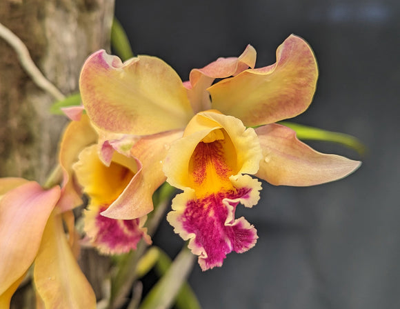 Recc. Graf's Sunlight (Mounted)<br>(Blc. Dancing Sunlight x Myrmecophyla brysiana)