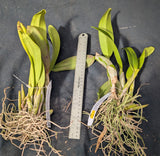 Recc. Graf's Sunlight (bare root)<br>(Blc. Dancing Sunlight x Myrmecophyla brysiana)