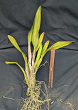 Recchara Karin Graf (bare root) <br> (Blc. King of Taiwan x Schom. splendida)
