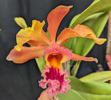 Recchara Kelly Miller (4"p)