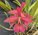 Rhynchobrassoleya Apache Sunrise 'Henrique's Choice' (6"p)