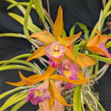 Rhynchobrassoleya Roraima (6"b) <br> (Brassavola apendiculata x Blc. Phu Lai)