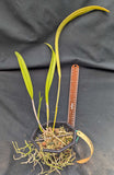 Rhynchobrassoleya Roraima (6"b) <br> (Brassavola apendiculata x Blc. Phu Lai)