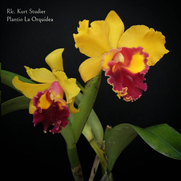 Rlc. Kurt Studier <br> Blc. Chunyeah 'Canary' xLc. Lou Gilmore 'Mendenhall' (6