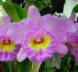 Blc. Mahina Yahiro 'Ulii' AM/AOS (5"p)