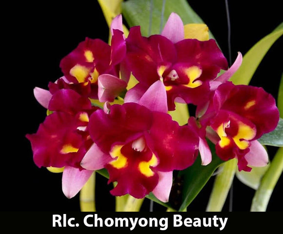 Rlc. Chomyong Beauty (4