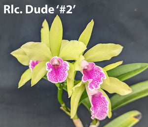 Rlc. Dude '#2' (4" p)