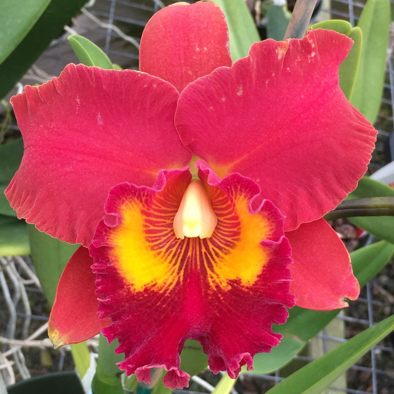 111 タケノコラン　Clowesia 'Queen Canon (OG) 111 タケノコラン Clowesia 'Queen Canon (OG) 111 タケノコラン