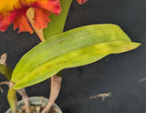 Rlc. Graf's Autumn Colors 'Bella' (6"p) <br> (Pot. Susan Fender x Pot. Newberry Indian Summer)