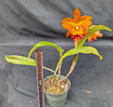 Rlc. Graf's Autumn Colors 'Bella' (6"p) <br> (Pot. Susan Fender x Pot. Newberry Indian Summer)