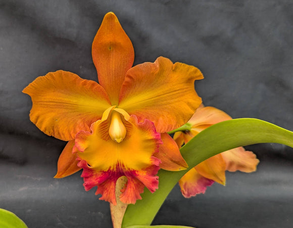 Rlc. Graf's Autumn Colors 'Bella' (6
