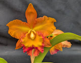 Rlc. Graf's Autumn Colors 'Bella' (6"p) <br> (Pot. Susan Fender x Pot. Newberry Indian Summer)