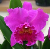 Rlc. Haruko Kanzaki  'Volcano Queen' (Bare Root)