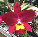 Rlc. Hawaiian Prominence 'America' (5"p)