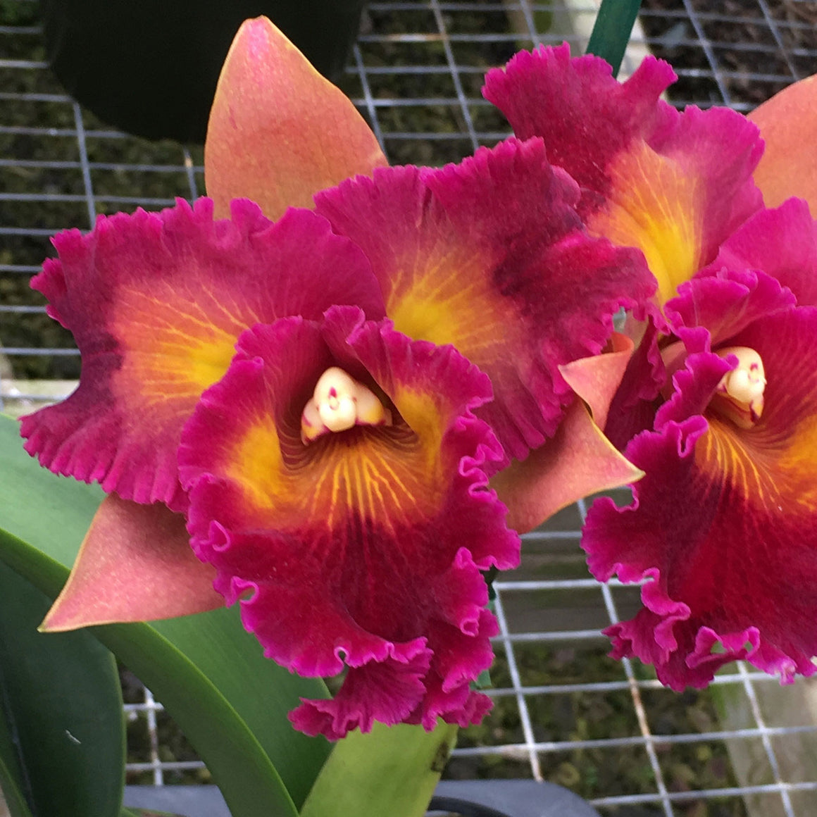 rlc-kilauea-sunrise-dark-splash-2-5-p-plantio-la-orquidea