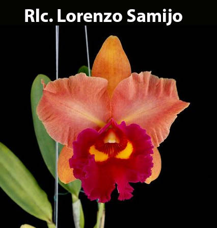 Rlc. Lorenzo Samijo (2