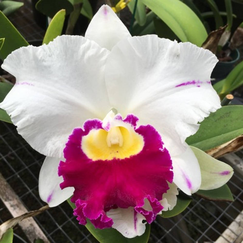 111 タケノコラン　Clowesia 'Queen Canon (OG) 111 タケノコラン Clowesia 'Queen Canon (OG)