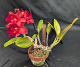 Blc. Sharon King From Seed (7" clay pot)