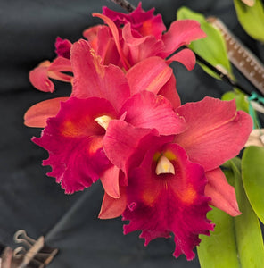 Blc. Sharon King From Seed (7" clay pot)