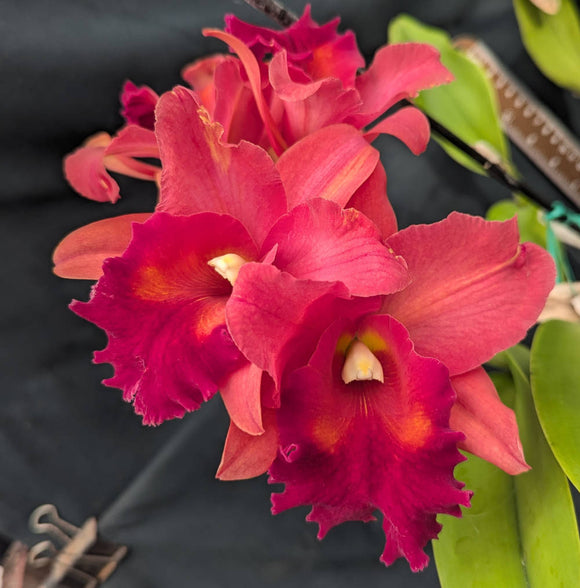 Blc. Sharon King From Seed (7