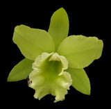 Blc. Steve Stevenson 'Pokan' AM/AOS (6"p)