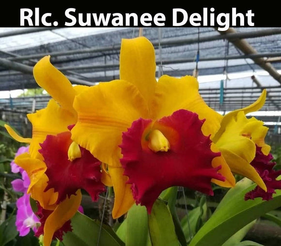 Rlc Suwanee Delight (5