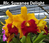 Rlc Suwanee Delight (5"