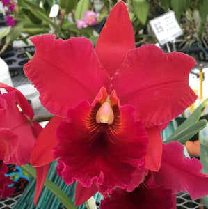 Blc. Taeko Tamaki 'Volcano Red'  (5.5"p)