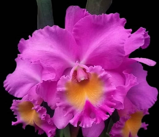 Rlc. Triumphal Coronation 'Seto' (6
