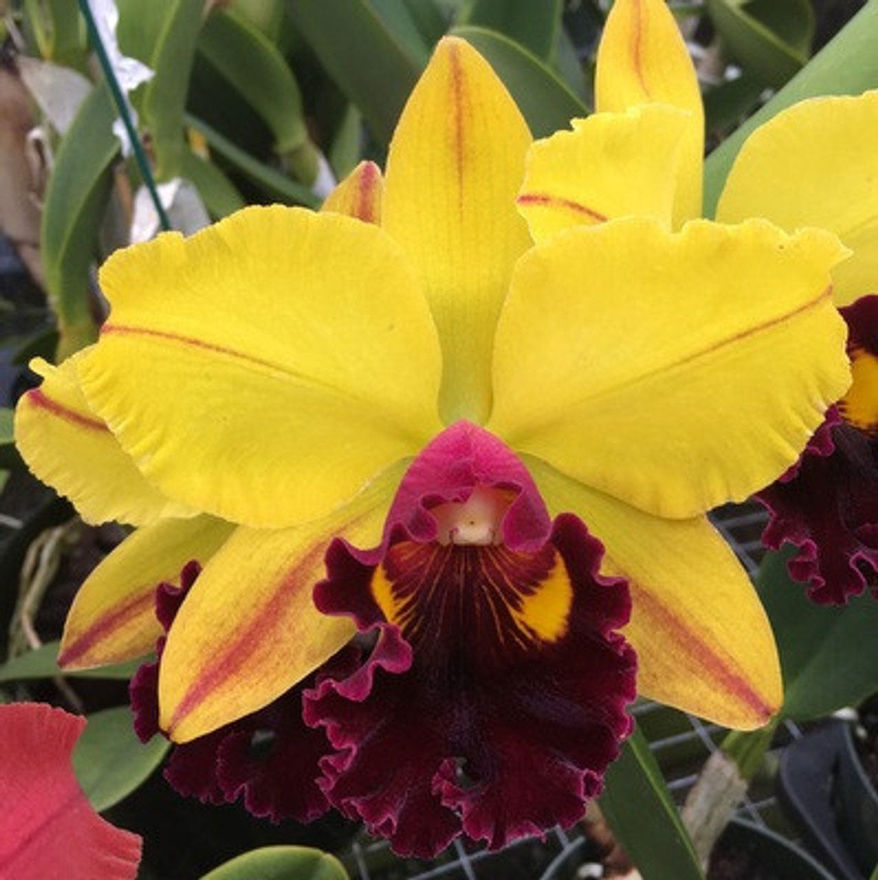 111 タケノコラン　Clowesia 'Queen Canon (OG) Cattleya Alliance | C.R. Orchid Nursery