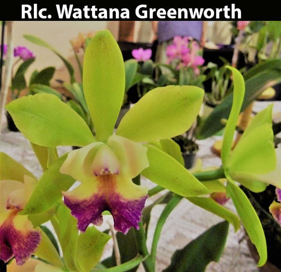 Rlc. Wattana Greenworth (2