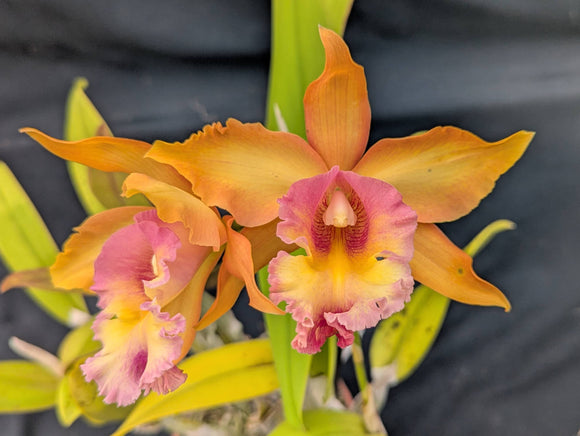 Rlmcp. Graf's Morocota <br>Blc. Shinfong Louhyang 'New City Gold' x <br> Mcp. brysiana 'Naranja' (6
